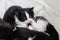 Close up of small tuxedo kitten lying with mother cat