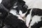 Close up of small tuxedo kitten lying with mother cat