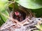 Close up Small twin Bird in the Nest in Bamboo Tree waiti for food from mom