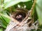 Close up Small twin Bird in the Nest in Bamboo Tree waiti for food from mom