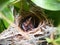 Close up Small twin Bird in the Nest in Bamboo Tree waiti for food from mom