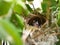 Close up Small twin Bird in the Nest in Bamboo Tree waiti for food from mom