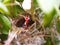 Close up Small twin Bird in the Nest in Bamboo Tree waiti for food from mom