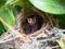 Close up Small twin Bird in the Nest in Bamboo Tree waiti for food from mom