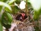 Close up Small twin Bird in the Nest in Bamboo Tree waiti for food from mom