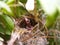 Close up Small twin Bird in the Nest in Bamboo Tree waiti for food from mom