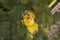 close-up: small unexpanded yellow rose blossom