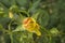 close-up: small unexpanded yellow rose blossom