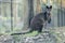 Close up small wallaby,