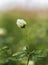 Close up of the small white alfalfa flower.