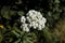 Close up of small white beautiful wildflowers