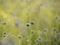 Close up of Small white flowers blossom, Blooming in the meadow. Ladybug on white flower of Eriocaulon cinereum, Pipewort,