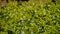 Close up of small white flowers in a flower garden