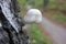 Close-up of small white mushroom growing on birch tree. Beautiful autumn landscape with trees and pathway in the park or forest