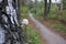 Close-up of small white mushroom growing on birch tree. Beautiful autumn landscape with trees and pathway in the park or forest