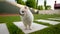 Close-up of small white pomeranian dog standing on the tile. Backyard.