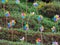 Close-up of the small wind mills on a terraced field in northern Thailand