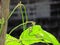 Close up small Yardlong bean hanging on tree with morning light