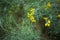 Close up of small yellow flowers senna artemisioides in the park.