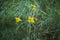 Close up of small yellow flowers senna artemisioides in the park.