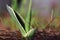 Close up of a small and young agave that is growing and coming to life as a small plant in the garden