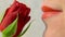 Close up of smelling a red rose 4K