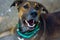 Close-up of smile of a beautiful mongrel dog in the northwest of Argentina