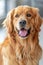 Close-up of a smiling golden retriever.