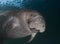 Close-up of Smiling Manatee near Homosassa Florida