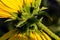 Close up smooth blur, background and sideview of double headed yellow sunflower hairy bracts or hairy stalk.