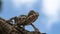 Close up of smooth chameleon against blue sky