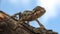 Close up of smooth chameleon against blue sky