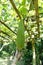 Close up of Smooth Luffa in the garden.