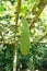 Close up of Smooth Luffa in the garden.