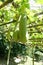 Close up of Smooth Luffa in the garden.