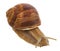 Close-up snail