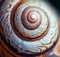A Close-Up of a Snail