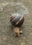 Close-up of a snail crawling on concrete. Front view from above of the Roman, Burgundian or escargot snail.