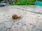 Close up of a snail crawling on a marble surface in the garden after the rain