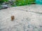 Close up of a snail crawling on a marble surface in the garden after the rain