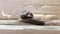 close-up of a snail crawling on a wooden surface