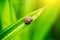 Close up snail on the green leave in the moring. snail sign of moisture and rainy. natural wallpaper.