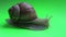 Close-up of a snail on a green screen. A snail moves on a green screen.