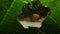 Close up of a snail inside leaf window