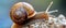 Close up Snail on nature background