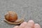 Close-up of the snail near the human hand