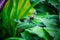 Close-up of a snail perched on a cluster of lush green leaves, lit up by glimmering rain droplets