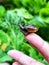 Close up of a snail, perched on a womans fingertips