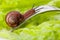 Close-up of a snail in the plate