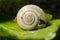 A close up of a snail shell which has right handed whorls